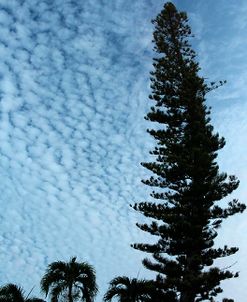 Cedar Palm Sky Vertical