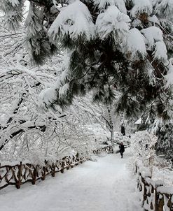 Central Park Path Deep Snow