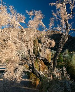 Desert Brilliance