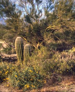 Desert Group