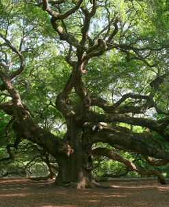 Angel Oak 9098