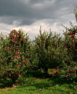 Apple Orchard Dark Sky