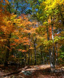 Autumn Clearing