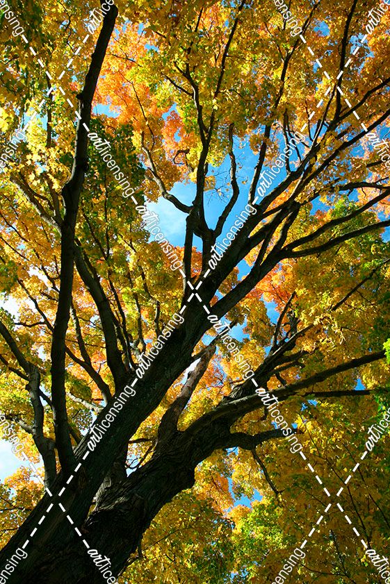 Autumn Maple Vertical