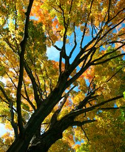 Autumn Maple Vertical