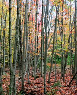 Grey Tree Stand Autumn