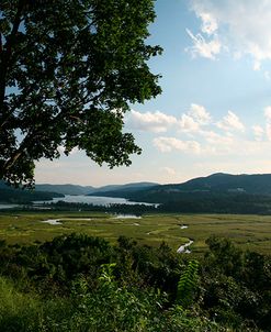 Hudson Highlands Tree Boscobell