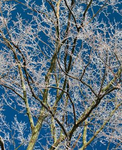 Ice Storm Branches