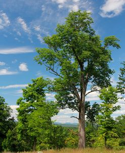 Distant Catskills Vertical 729