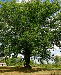 Large Tree Small House