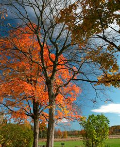 Late Fall Mailbox Vertical