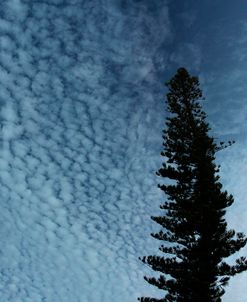 Lone Cedar Sky