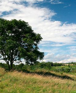 Lone Tree And Field