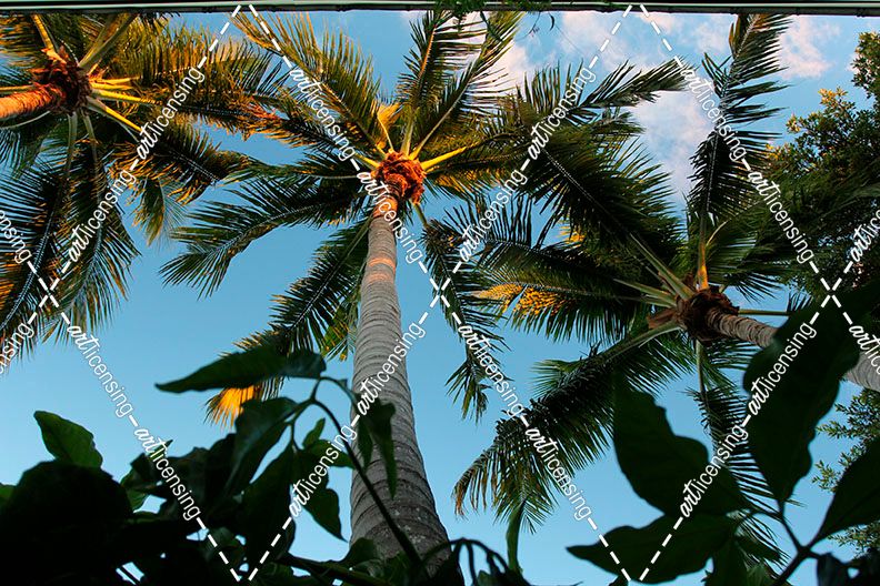 Looking Up Palms 006