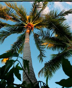 Looking Up Palms 006