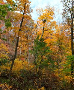 Inwood Manhattan Autumn