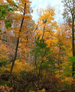 Inwood Manhattan Autumn