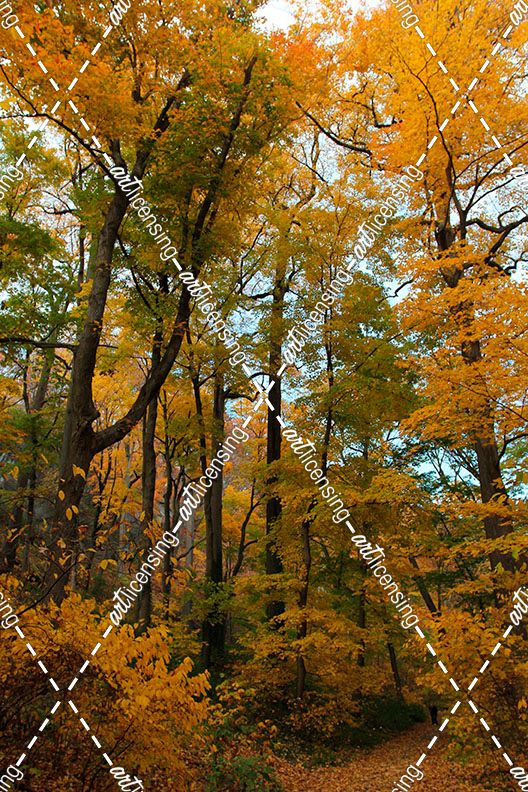 Inwood Park Fall Vertical