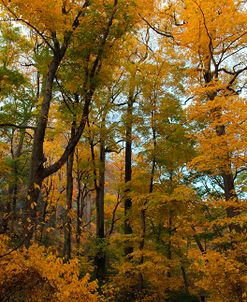 Inwood Park Fall Vertical