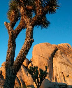 Joshua Tree Vertical