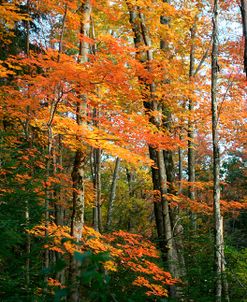 Orange Yellow Fall Vertical 9840