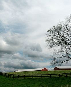 Paddock Tree 8965