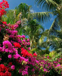 Palm Bougainvillea 9280