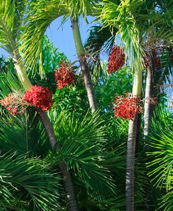 Palm Fruit Vertical