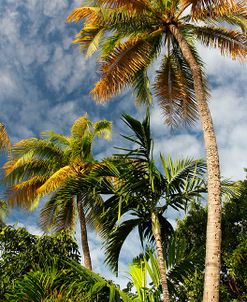 Palms Sky Vertical