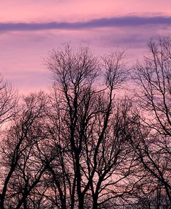 Purple Sky Treeline