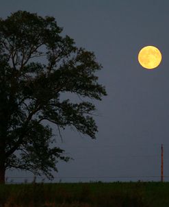 Moonrise Lone Tree