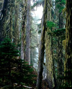 Mt. Rainier Forest