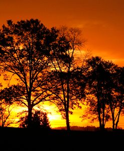 Orange Sunrise Treeline