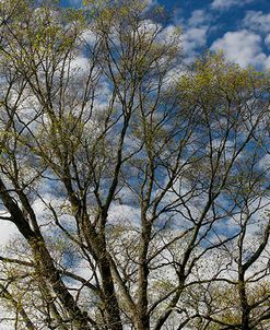 Spring Branches Clouds