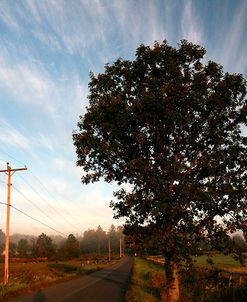Tree Pole Road Sky 3329