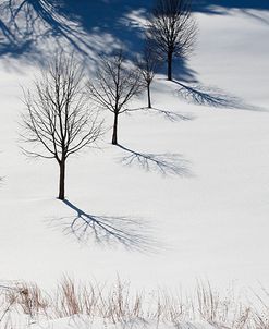 Winter Field Silhouettes