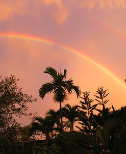 Rainbow Palms