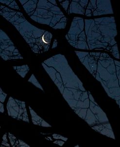 Silhouette Branches Moon Venus