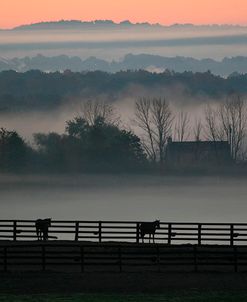 Horse Farm Rose Dawn