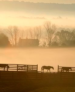 Blue Chip Horse Farm Golden Morning