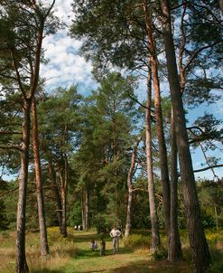 Pine Path Vertical