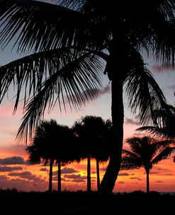 Pre Dawn Tropical Trees