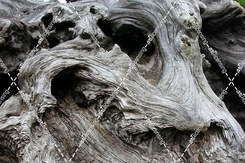Redwood Root Driftwood