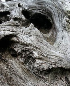 Redwood Root Driftwood