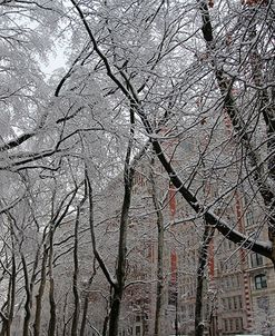 Snow Covered Trees Apartments