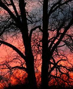 November Sunset Vertical