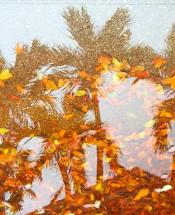 Palm Reflection