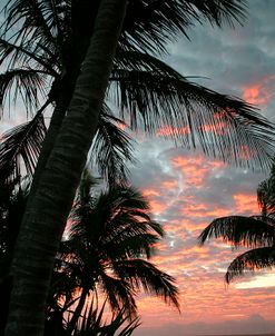 Palm Sunrise Vertical