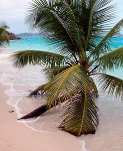 Palms Growing In Sand