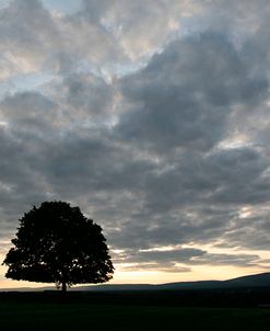 Sunset Silhouette Tree